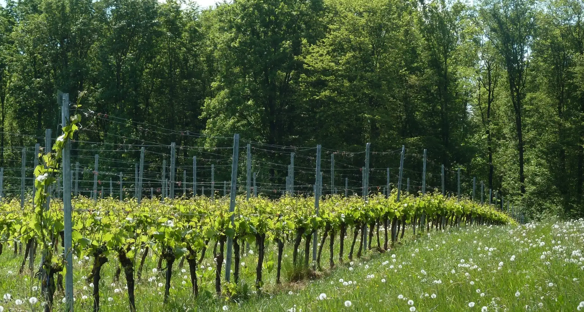 Route des vins Zuid-Limburg header