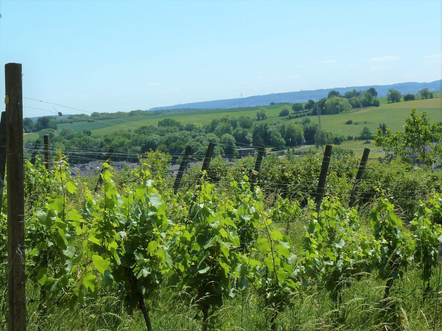 Route des vins Zuid-Limburg wijnranken