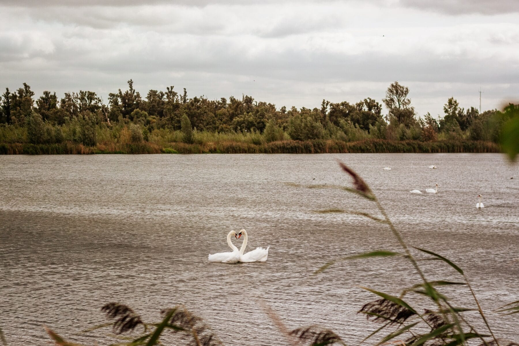 Sup Biesbosch