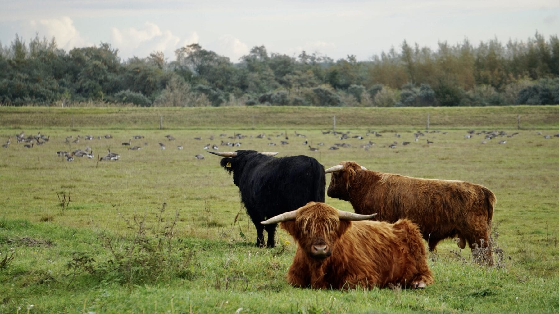 Schotse Hooglanders Nationaal Park Lauwersmeer