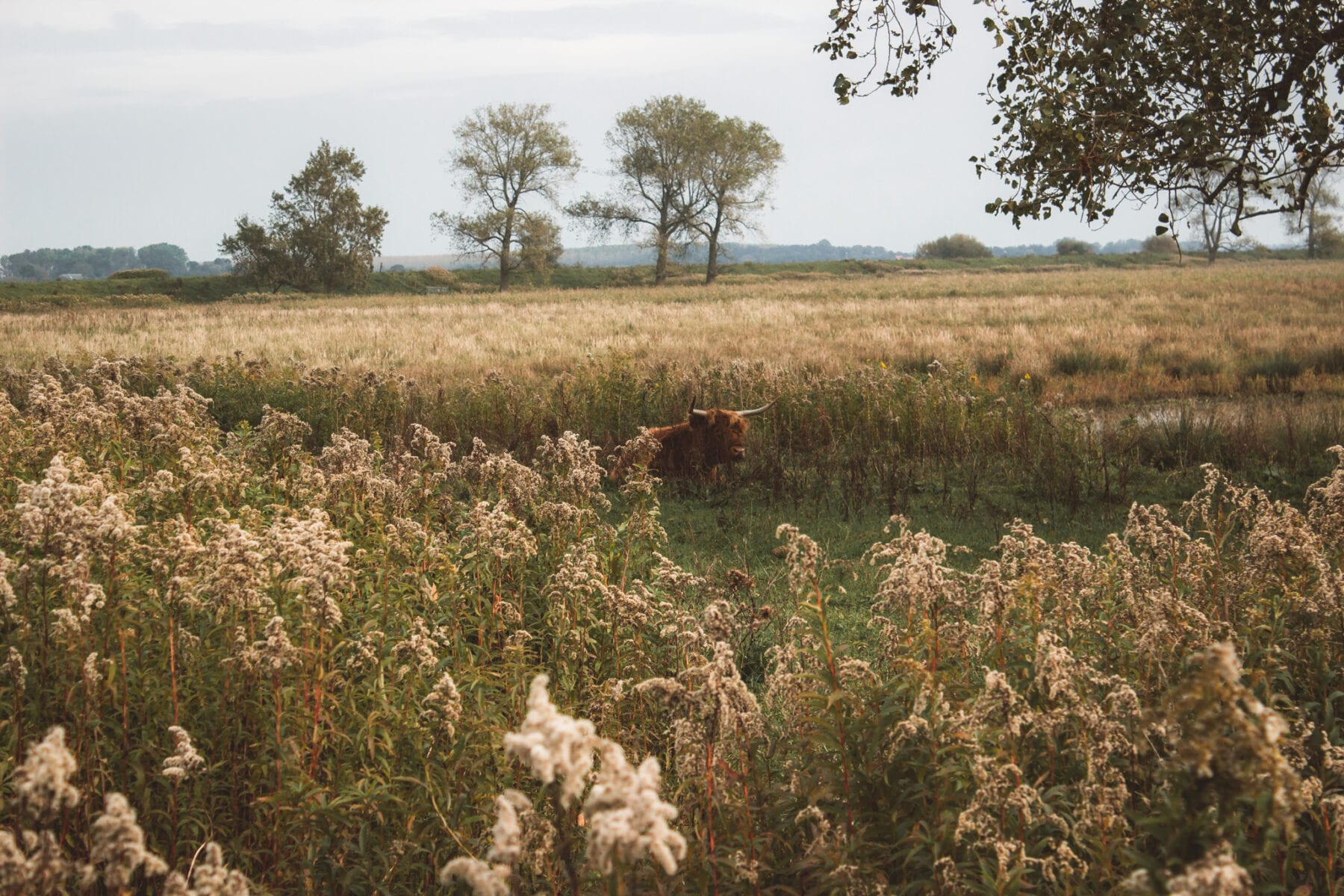 Tiengemeten Hooglander