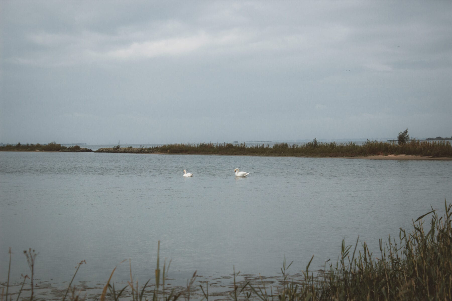 Tiengemeten Zwanen