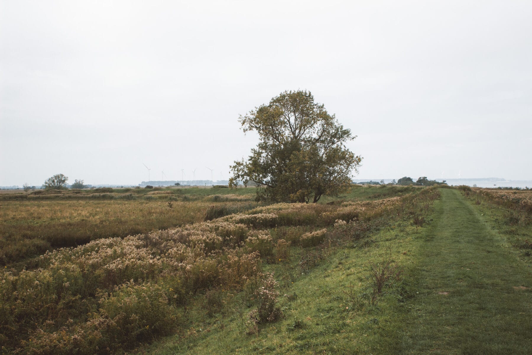 Tiengemeten boom