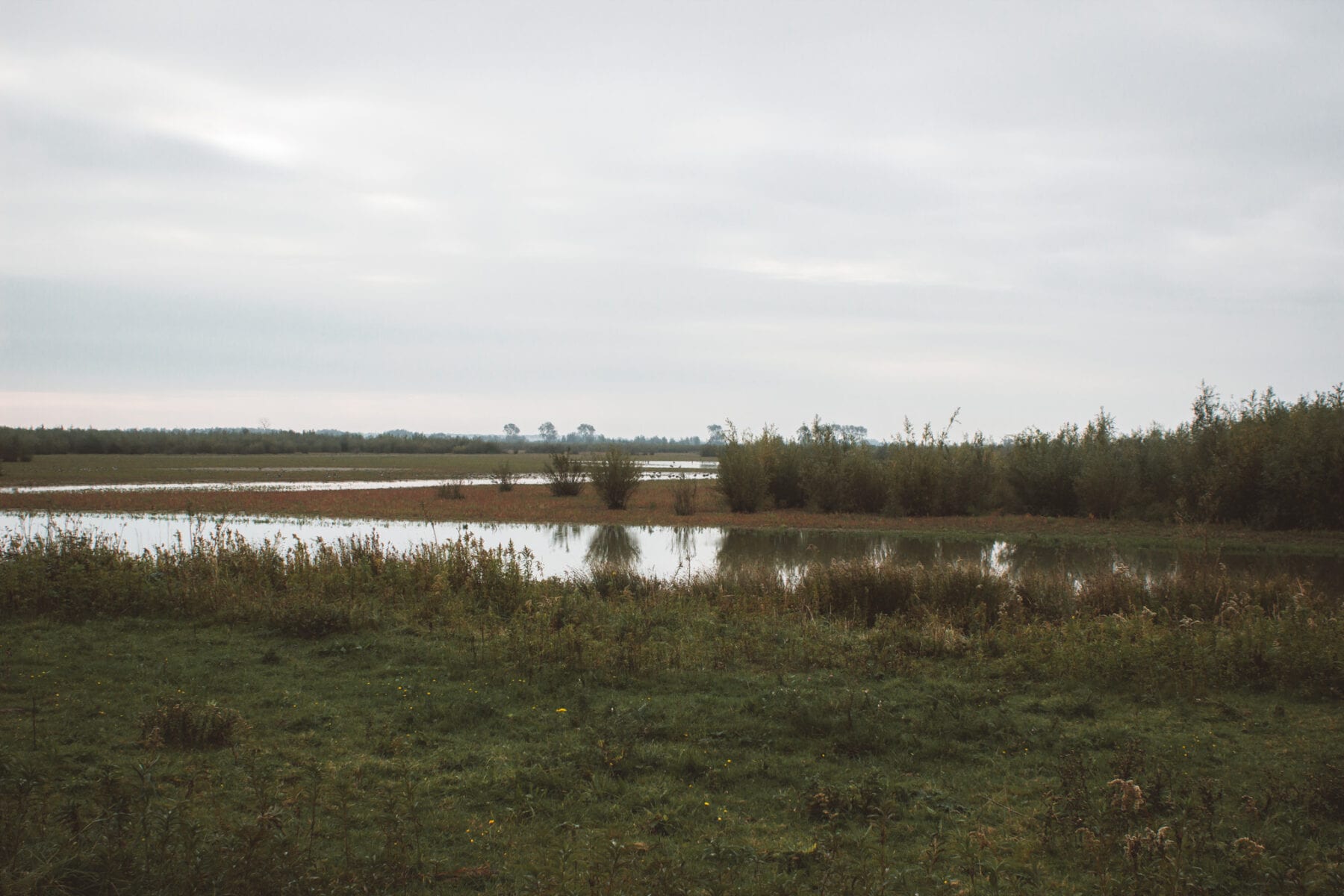 Tiengemeten Zwanen