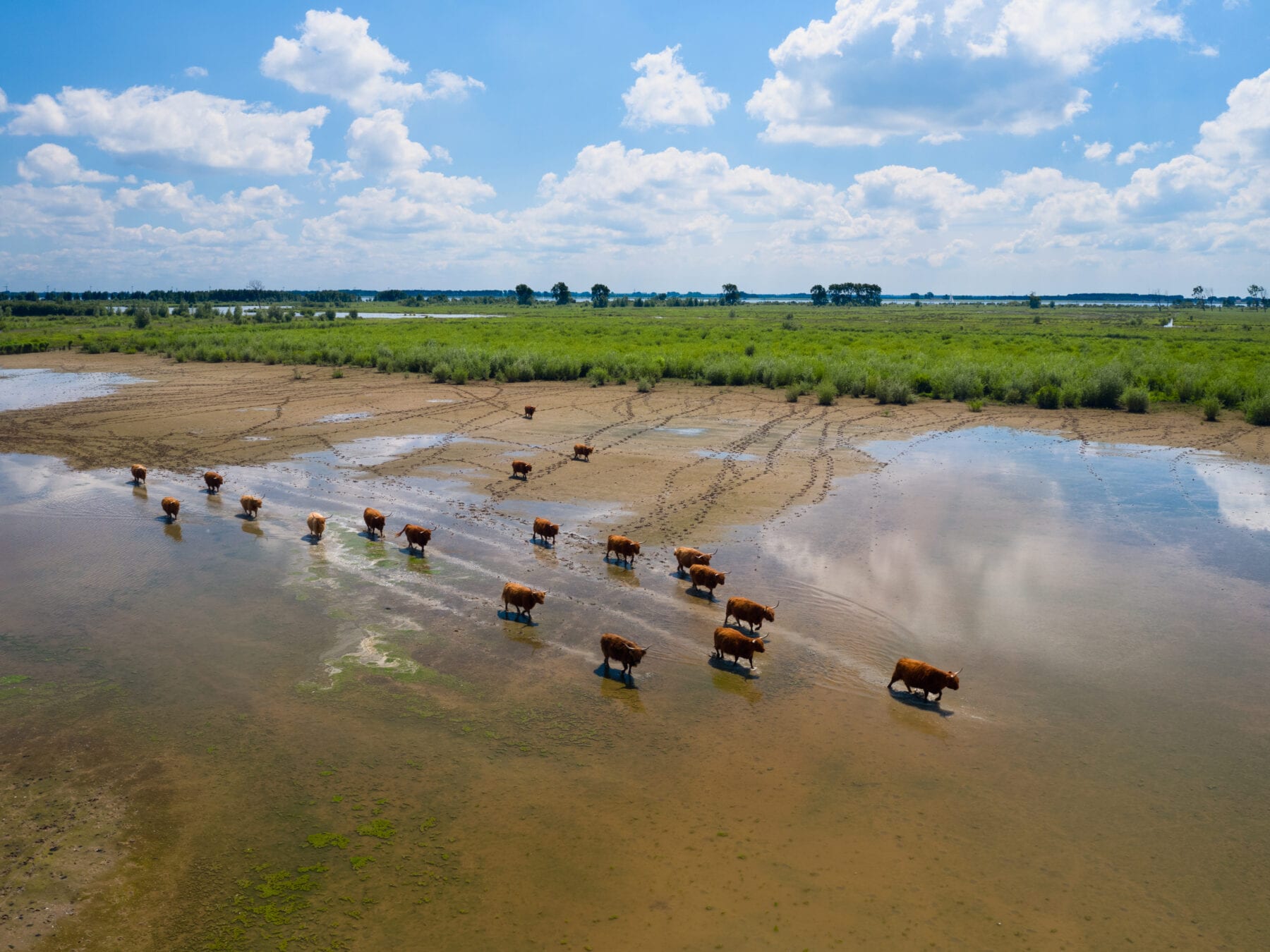 Kudde koeien op natuureiland