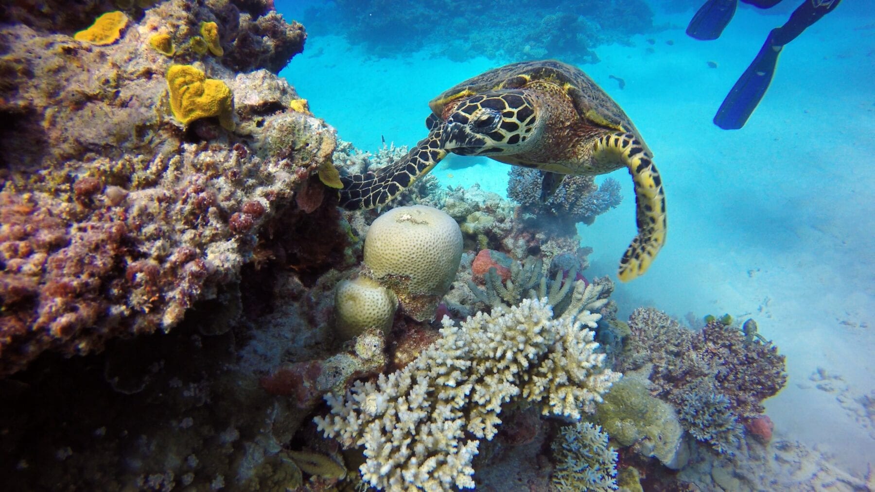 Great Barrier Reef schildpad
