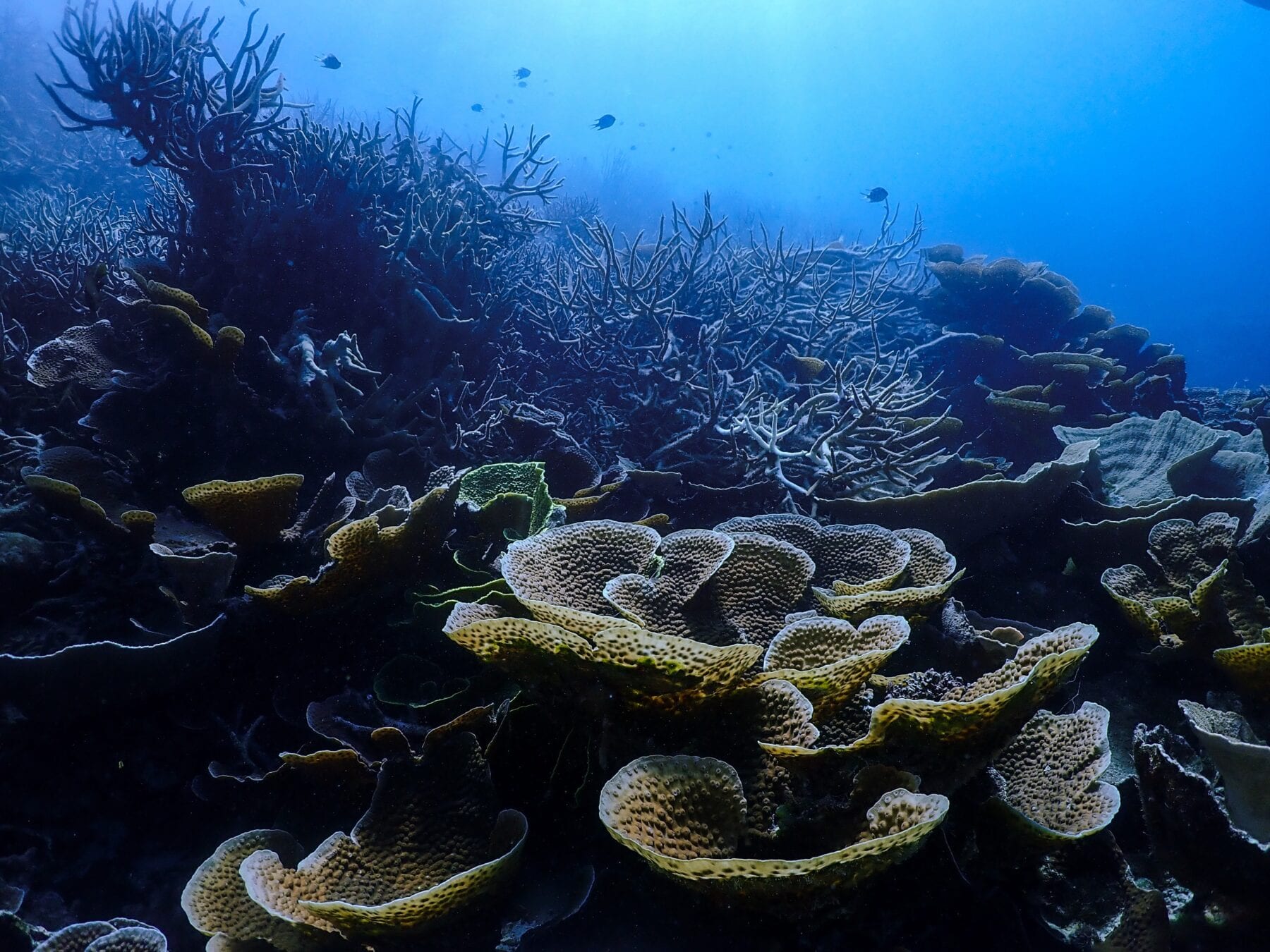 Het Groot Barrièrerif koralen