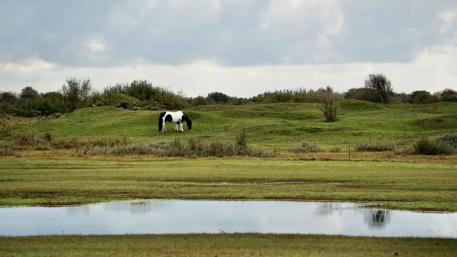 Het waddengebied