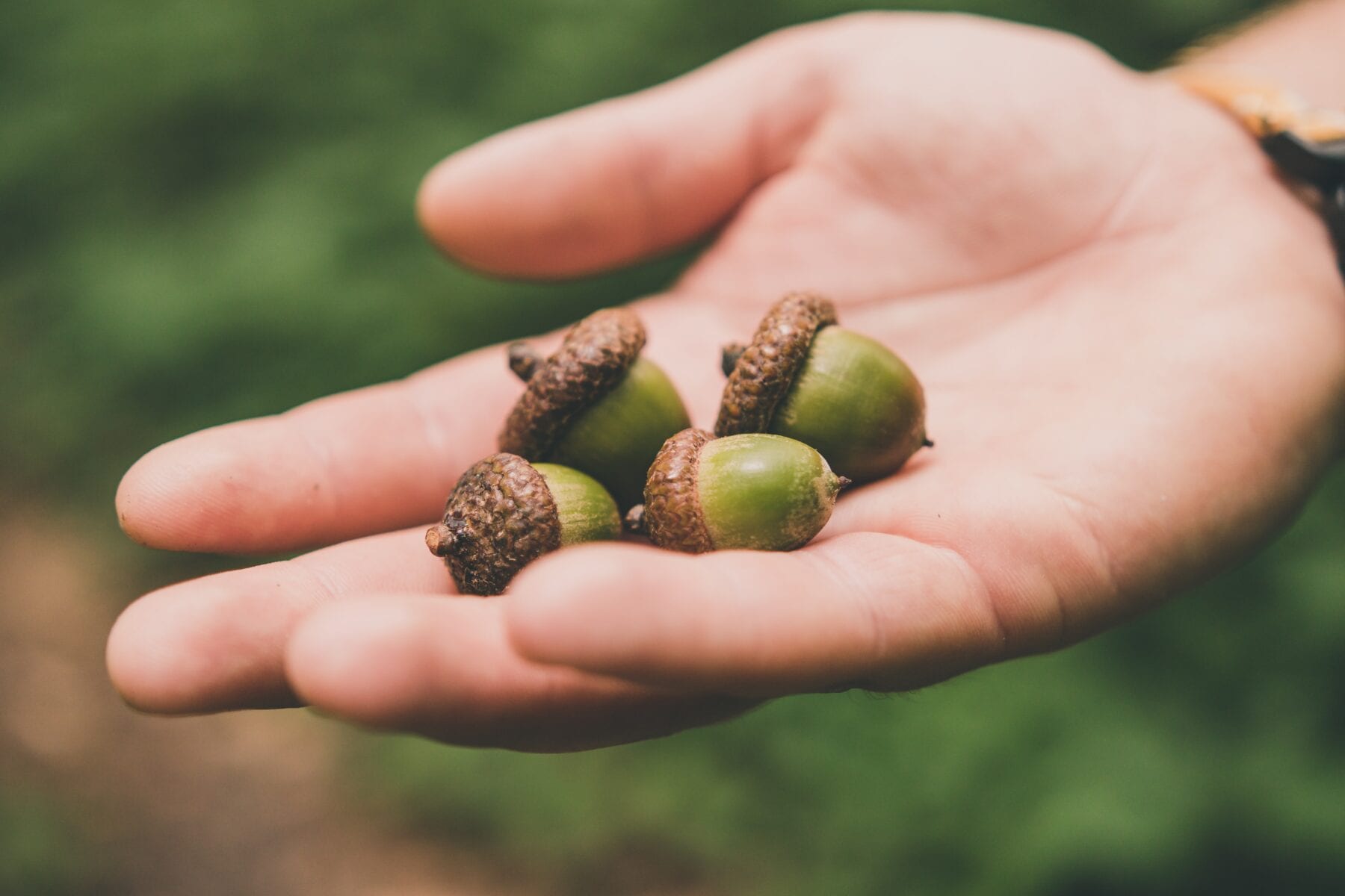 Eetbare wilde planten eikels