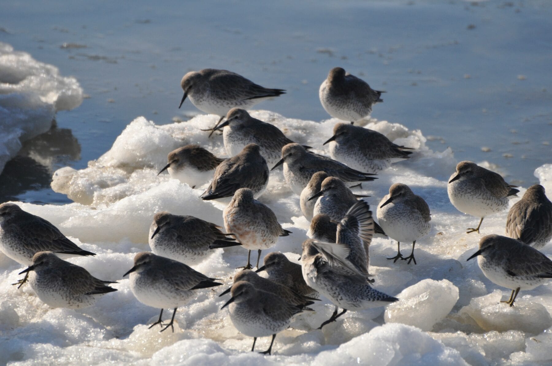 Het waddengebied vogels