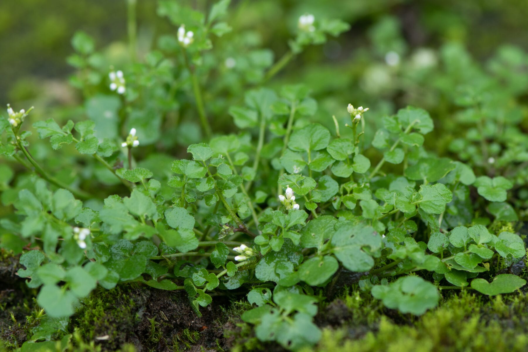 Eetbare wilde planten veldkers