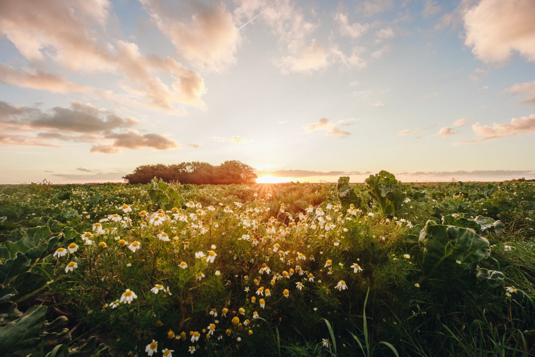 Het waddengebied bloemen