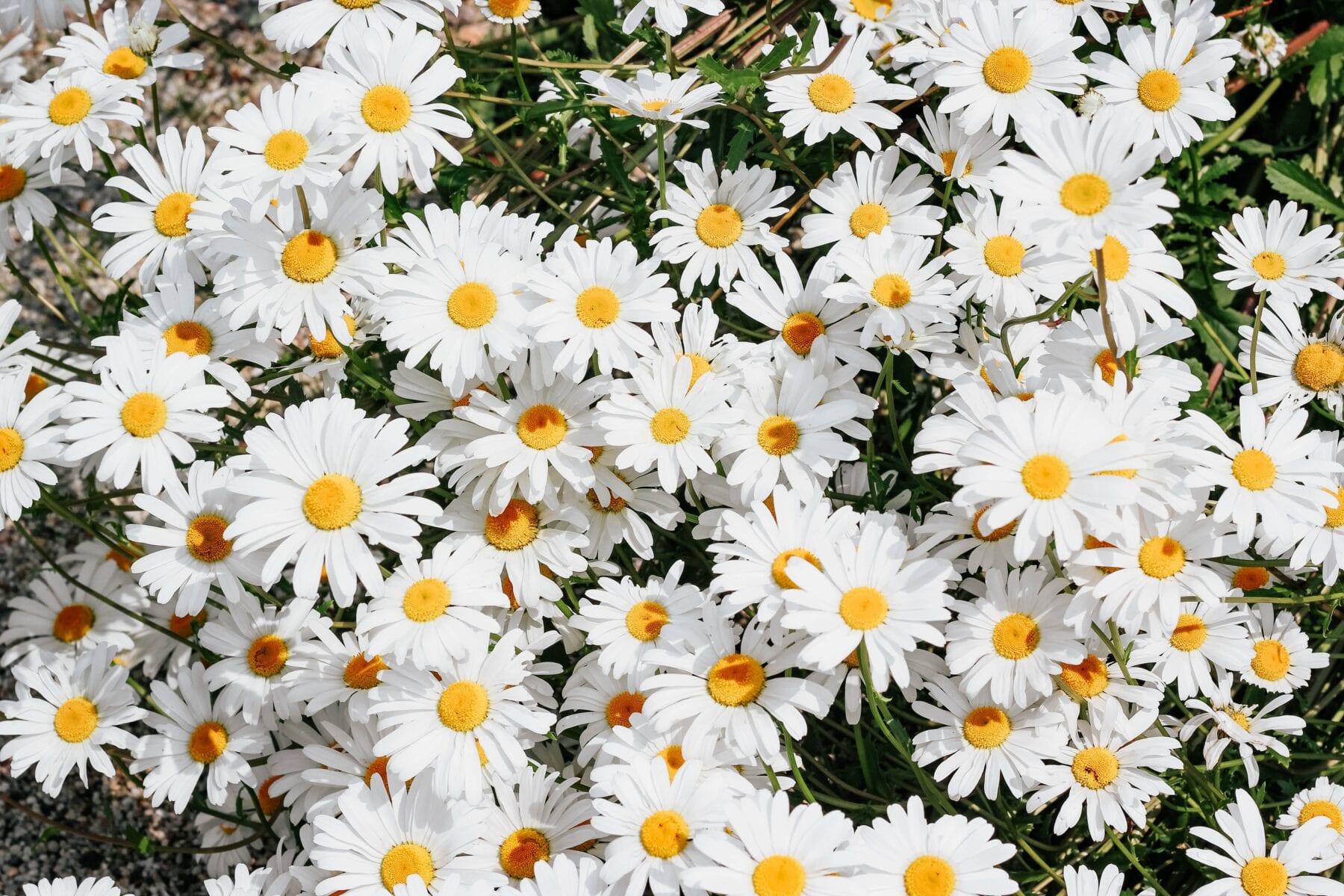 Eetbare wilde planten Madelief