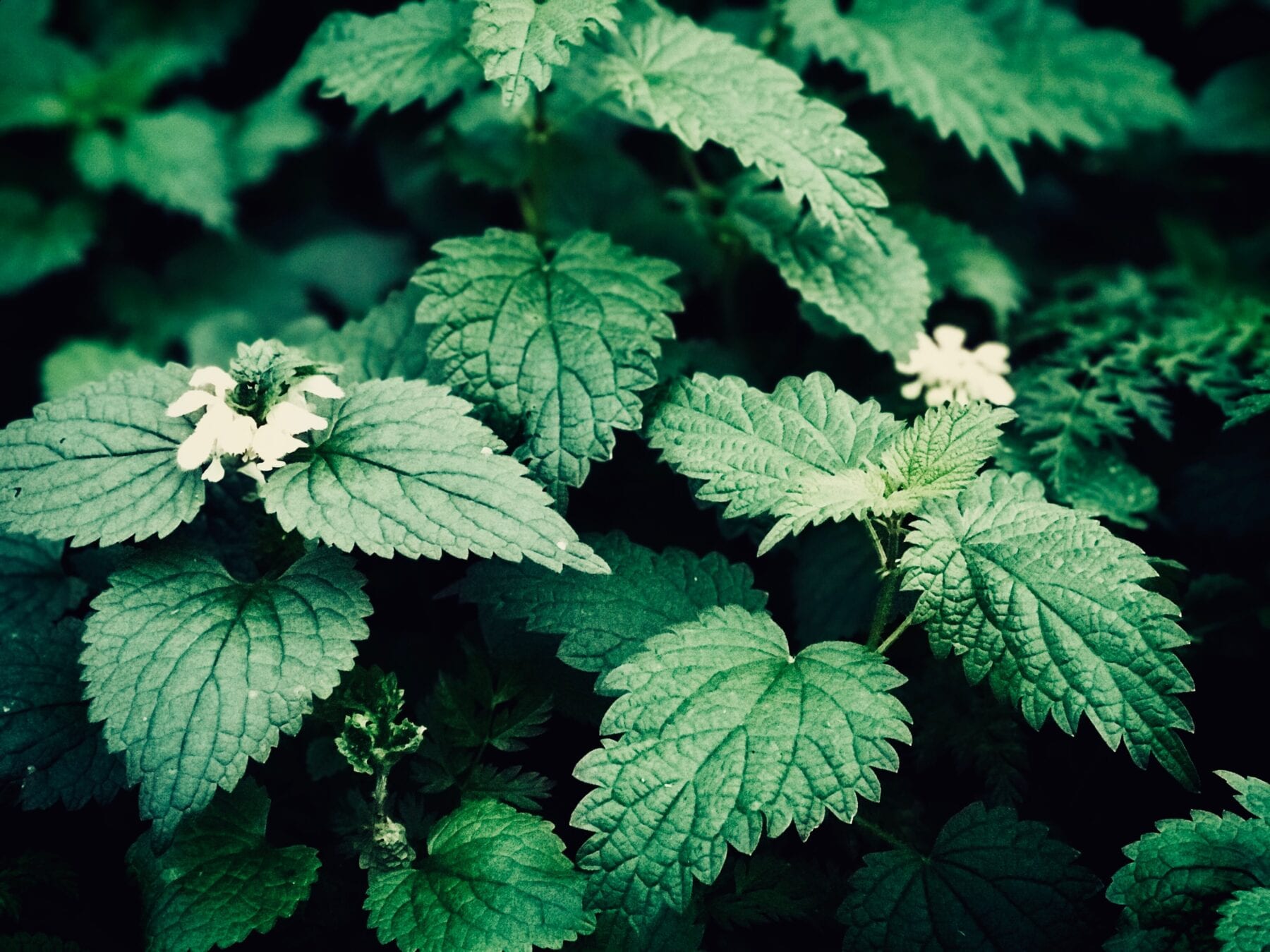 Eetbare wilde planten brandnetel