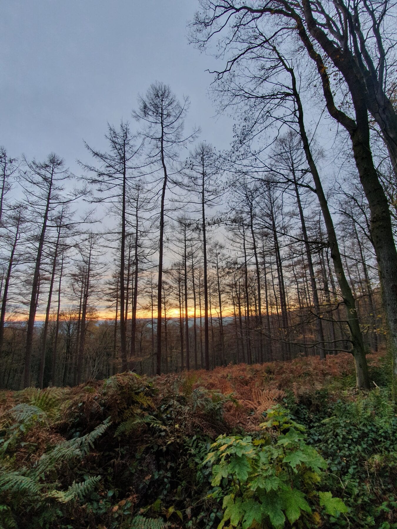 Hoogste bergen van Nederland Seven Summits Zuid-Limburg Vijlenerbos