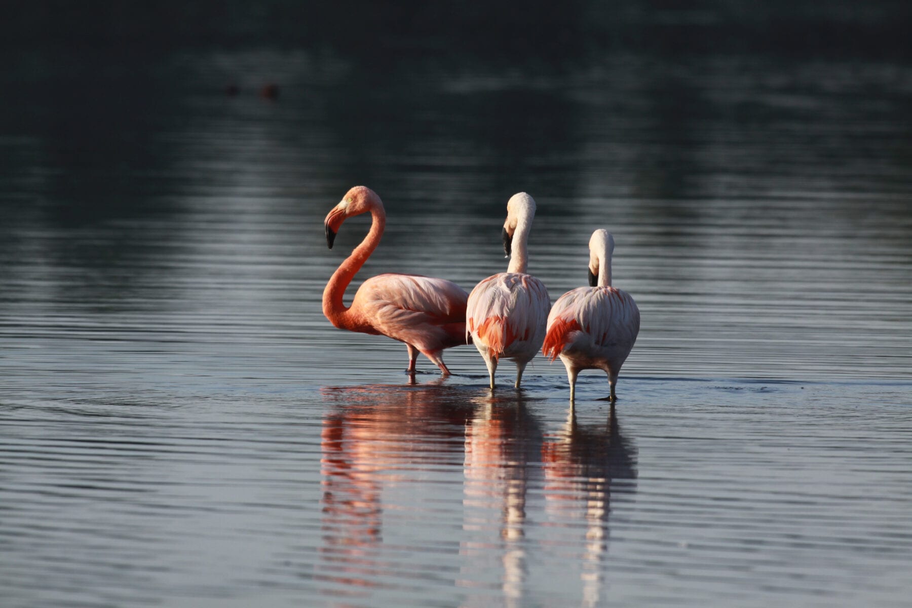 Nordrhein Westfalen Flamingo