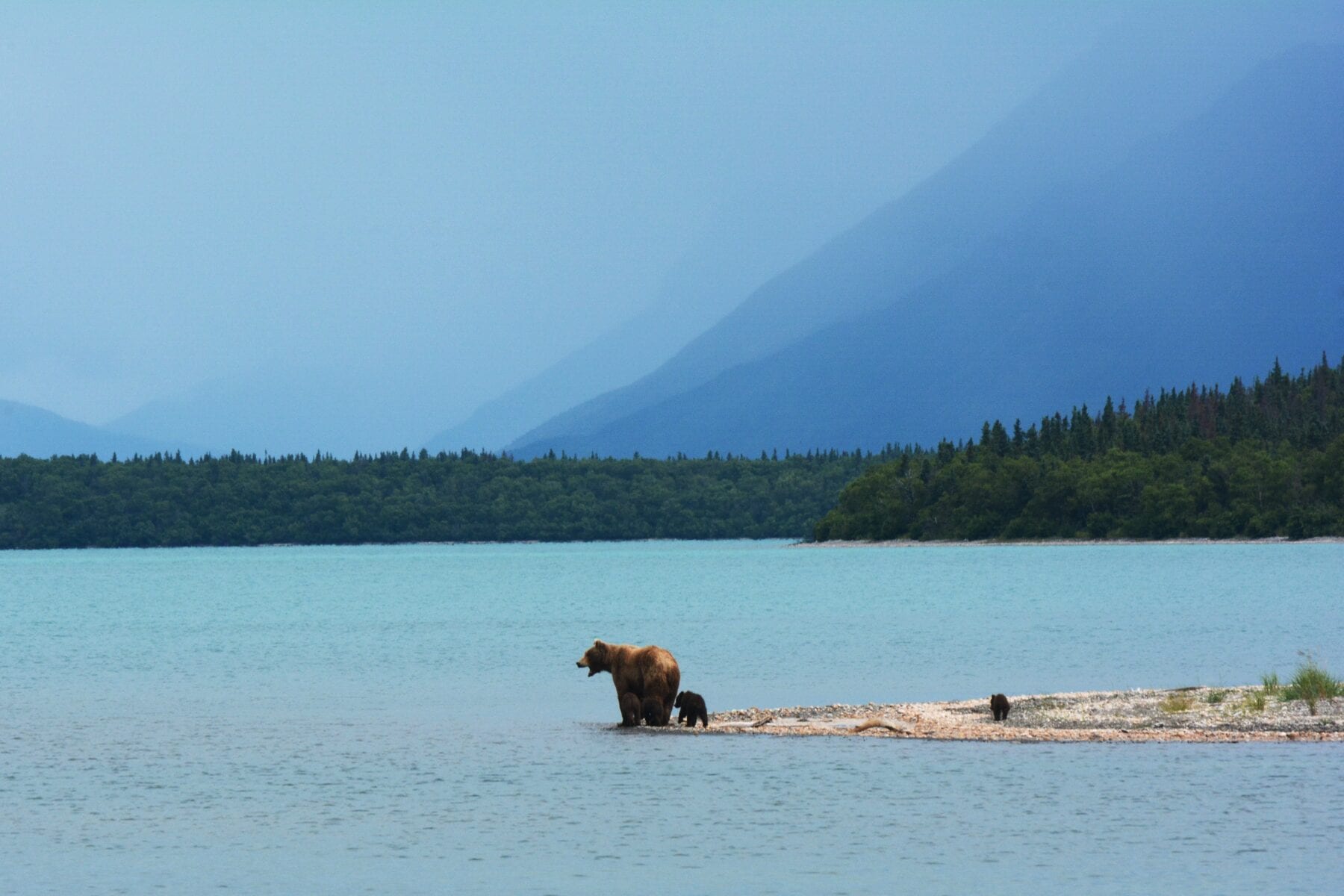 foto's alaska beren