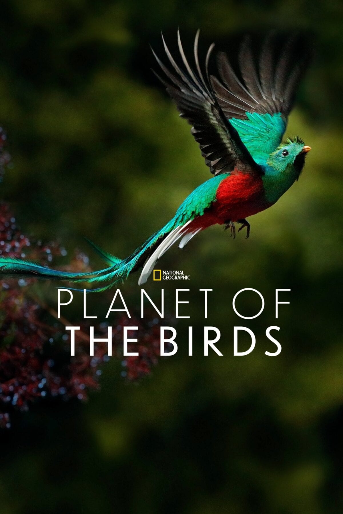 Disneyplus film Planet of the birds