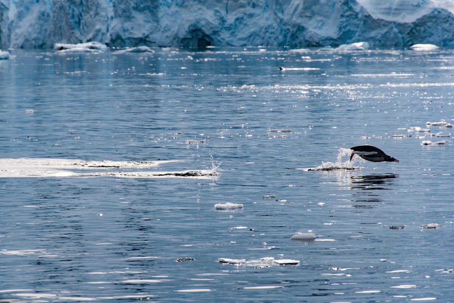 reis naar antarctica