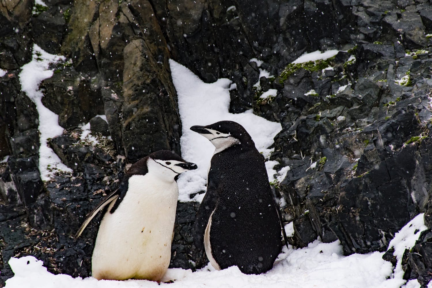 reis naar antarctica