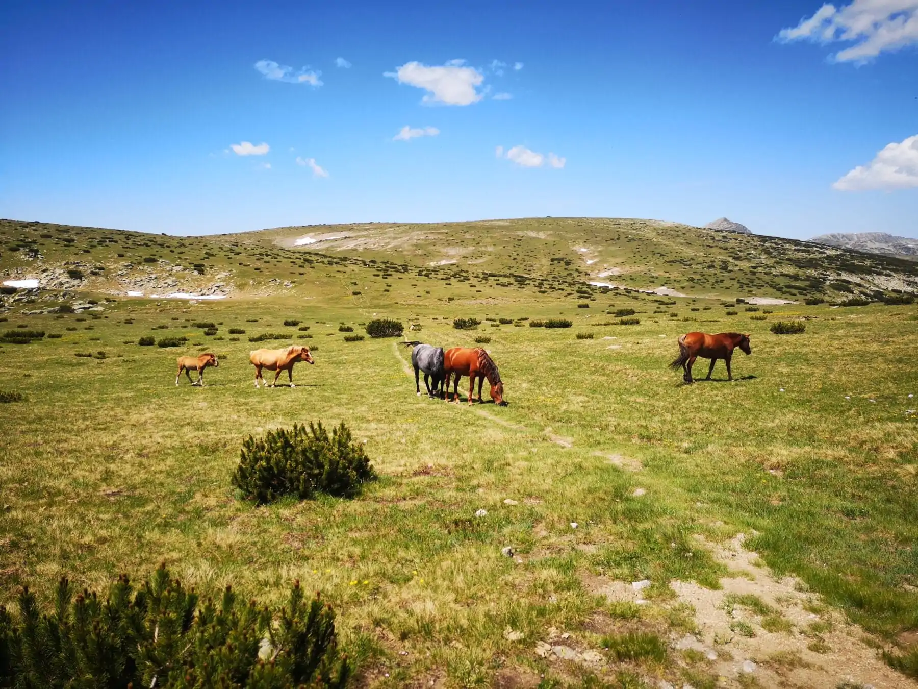 Wilde paarden Rila Gebergte Bulgarije 