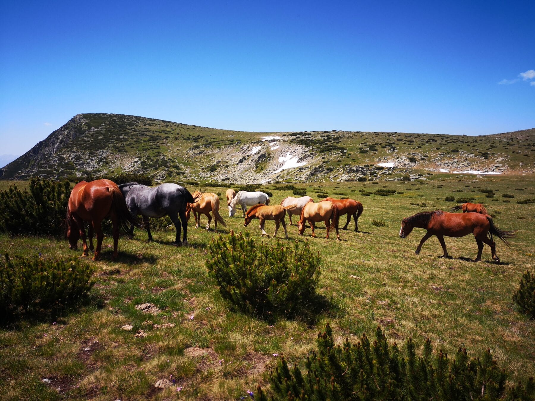 Wilde paarden Rila Gebergte Bulgarije 