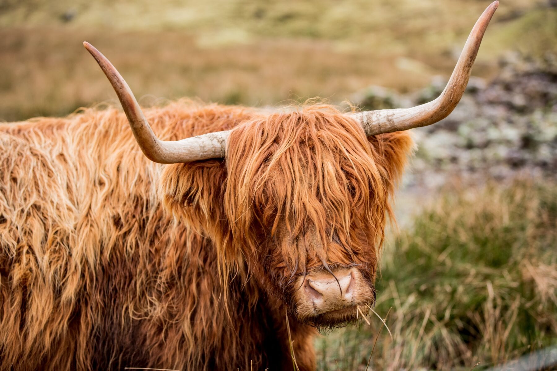 Foto's Schotland hooglander