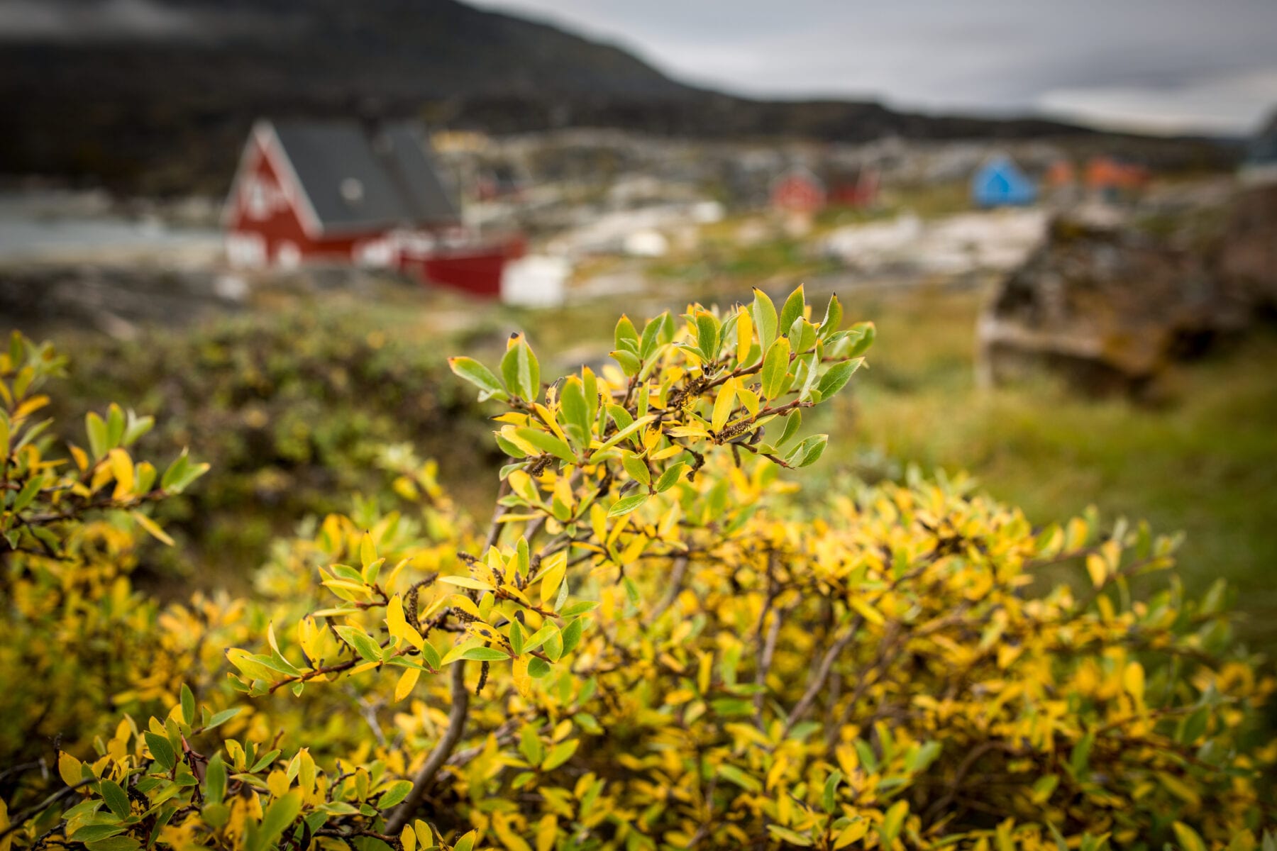 vakantie Groenland