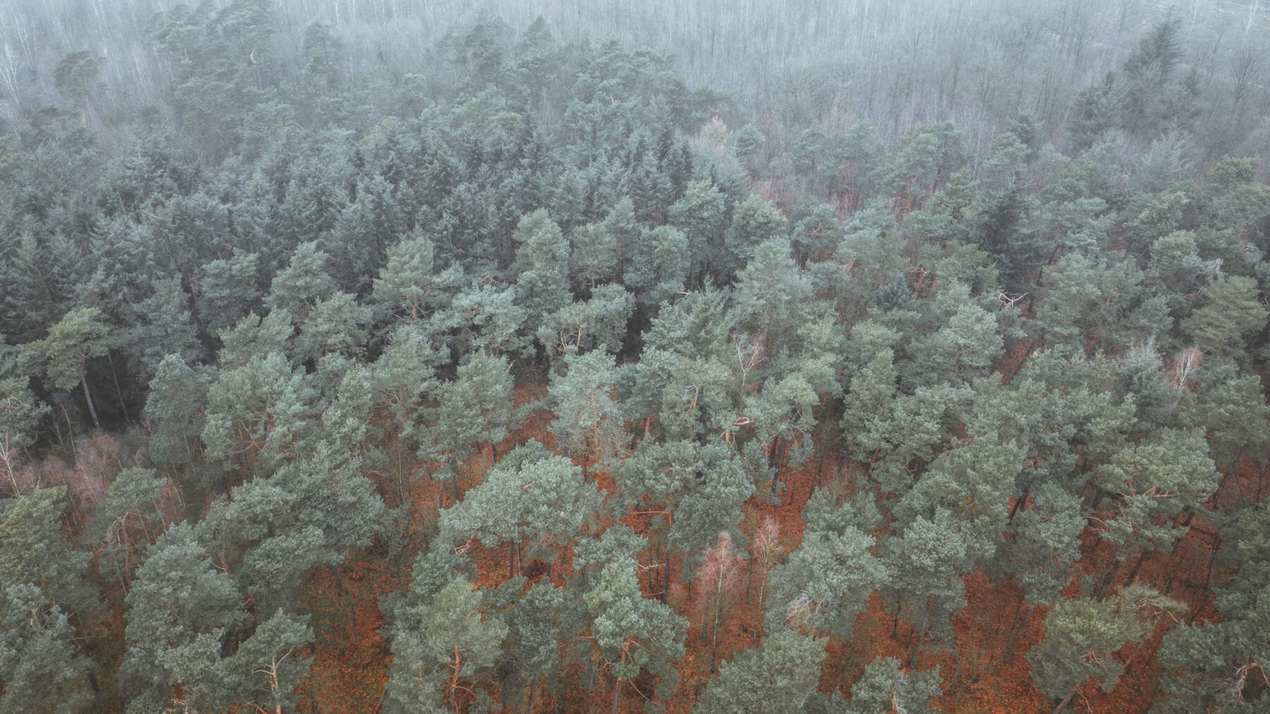 Wandelen in de Kempen-Cartierheide