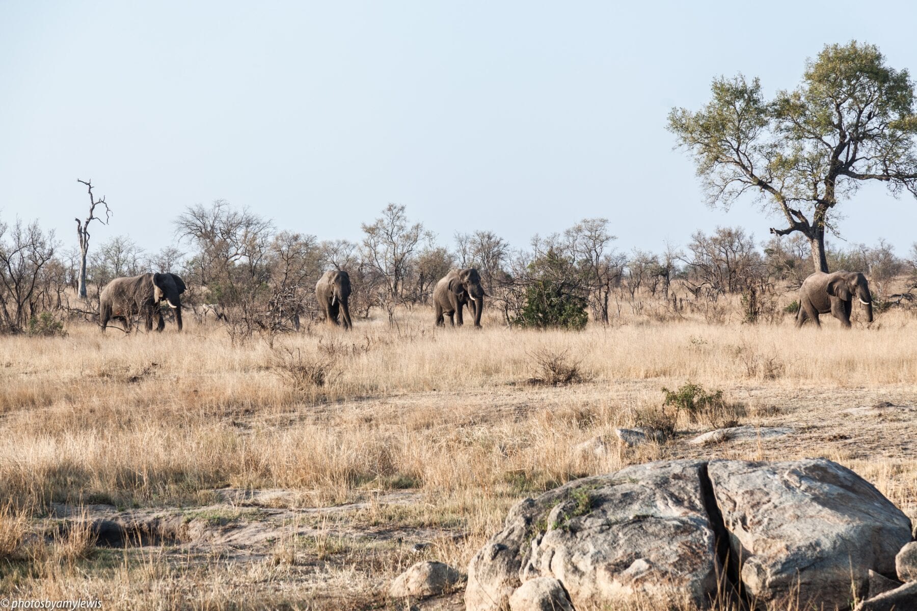 Zuid-Afrika Olifanten
