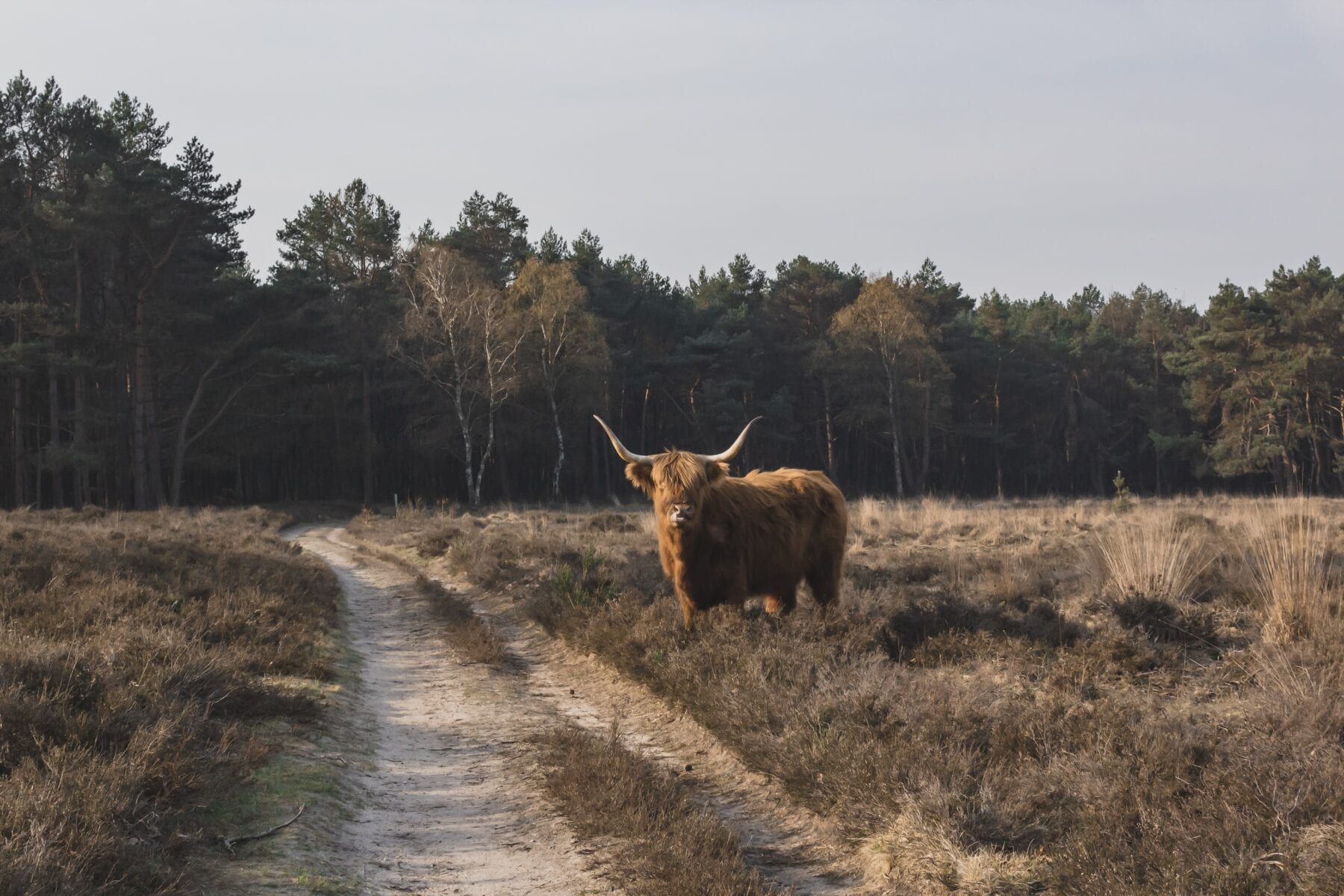 LAW Nederland Het Marskramerpad natuur os