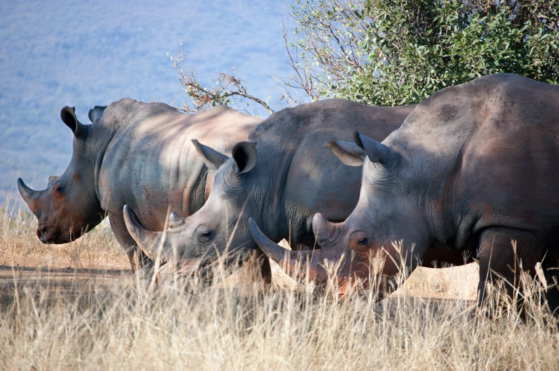 Zuid-Afrika Neushoorn