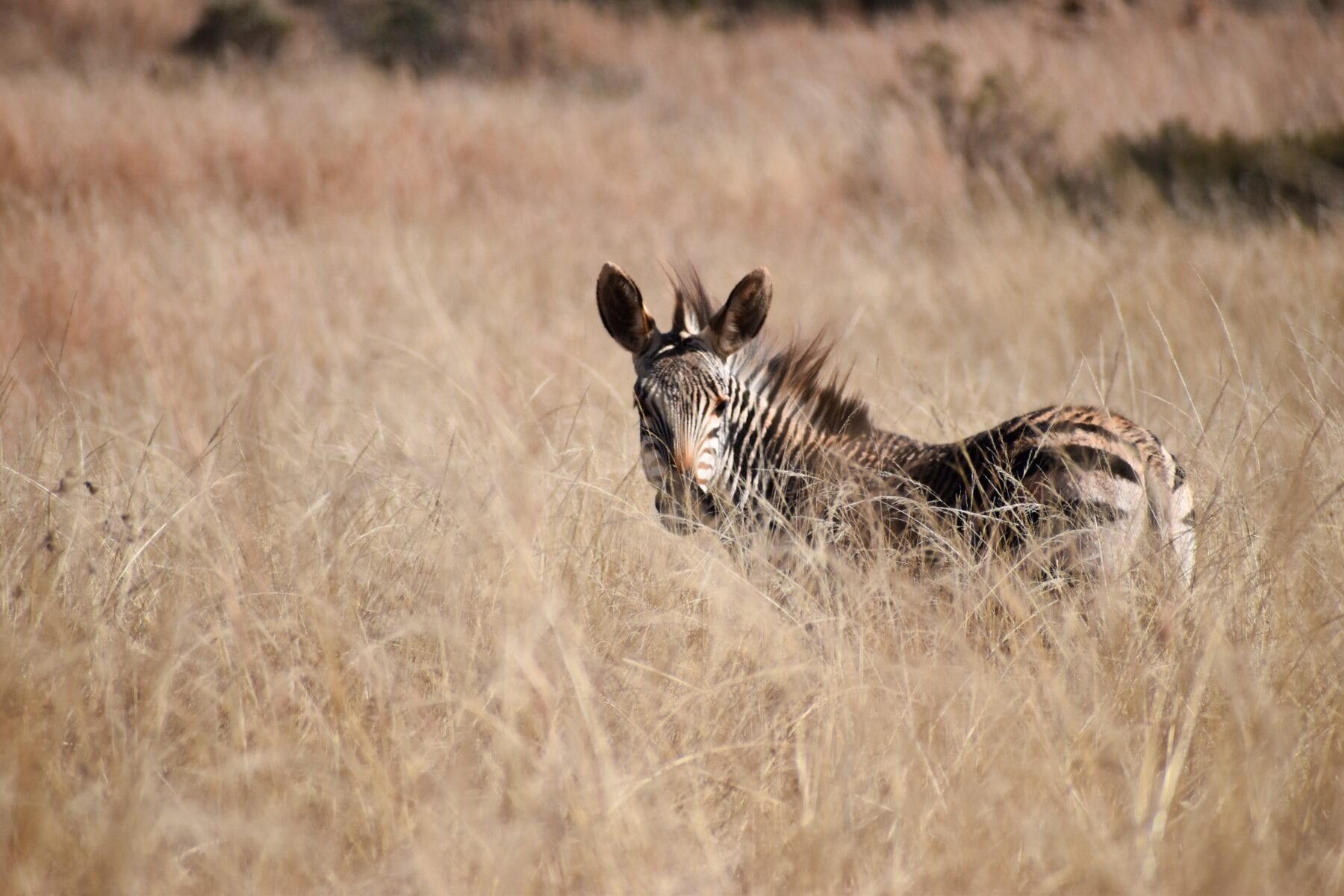 Zuid-Afrika Zebra