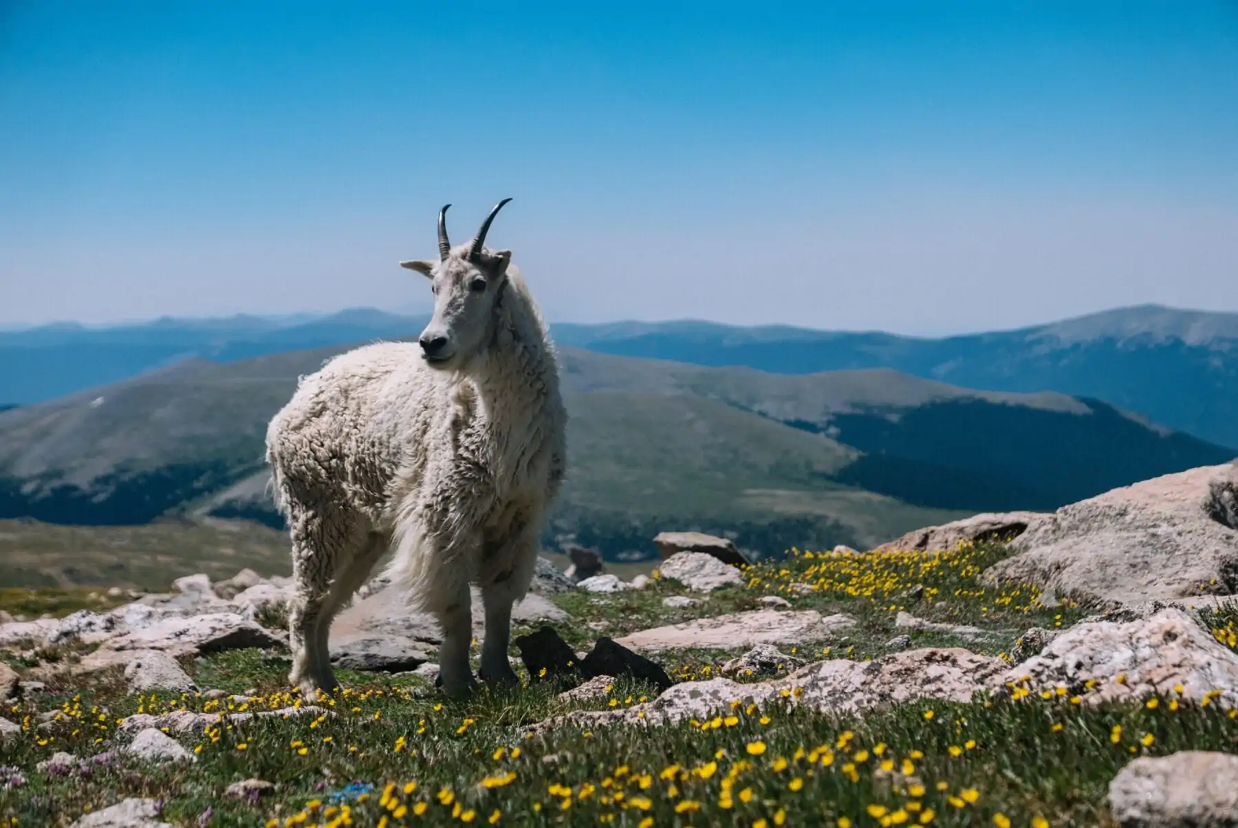 Berggeit Mountain Goat