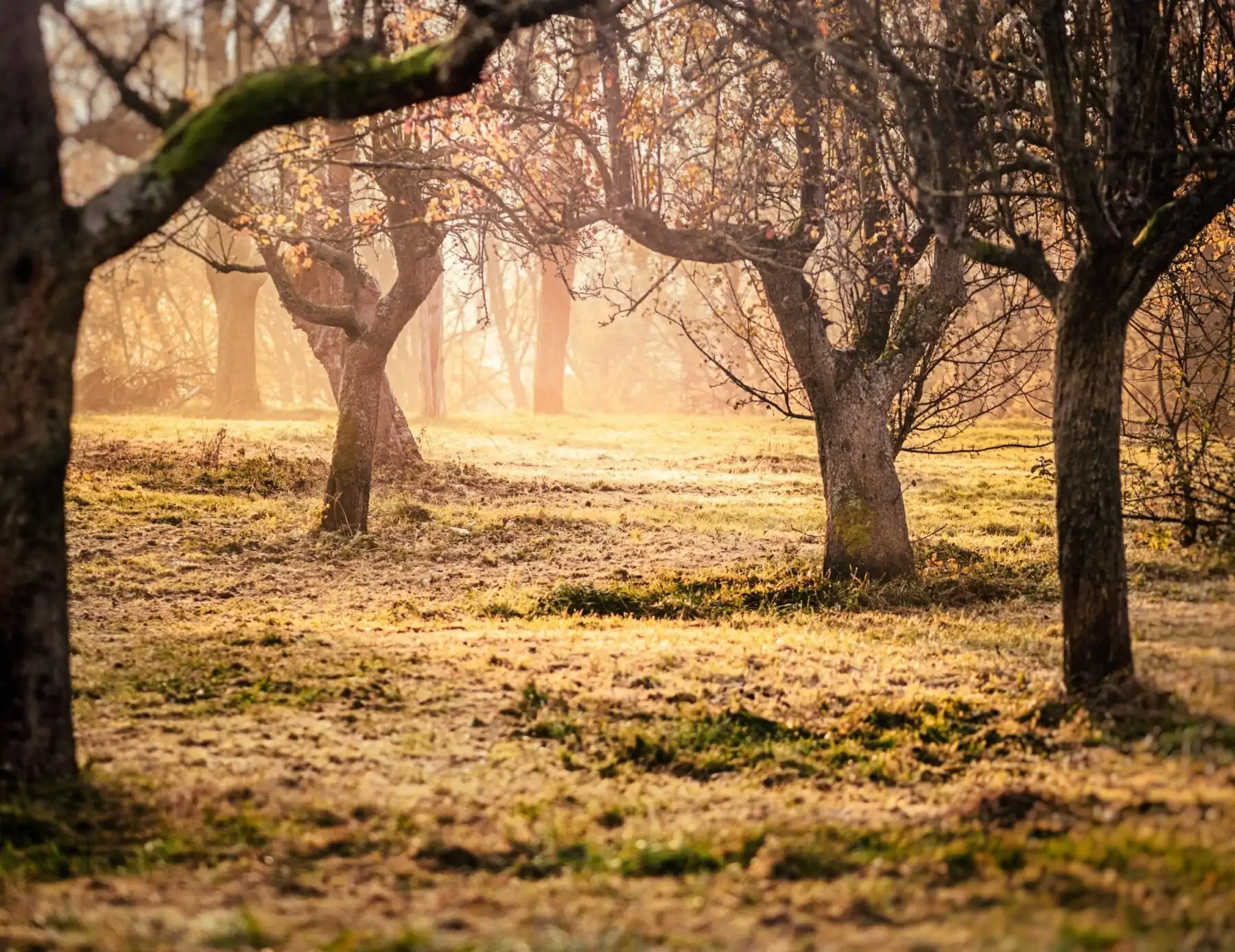 waarom wandelen goed voor je is natuur en bomen