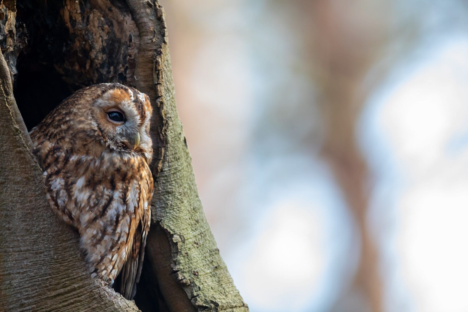 LAW Nederland Trekvogelpad Uil