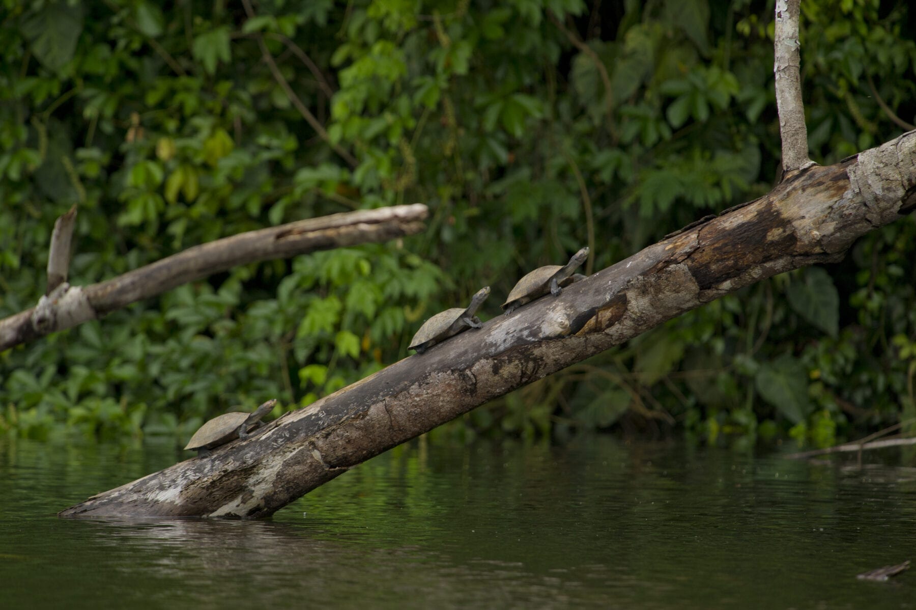 Manú