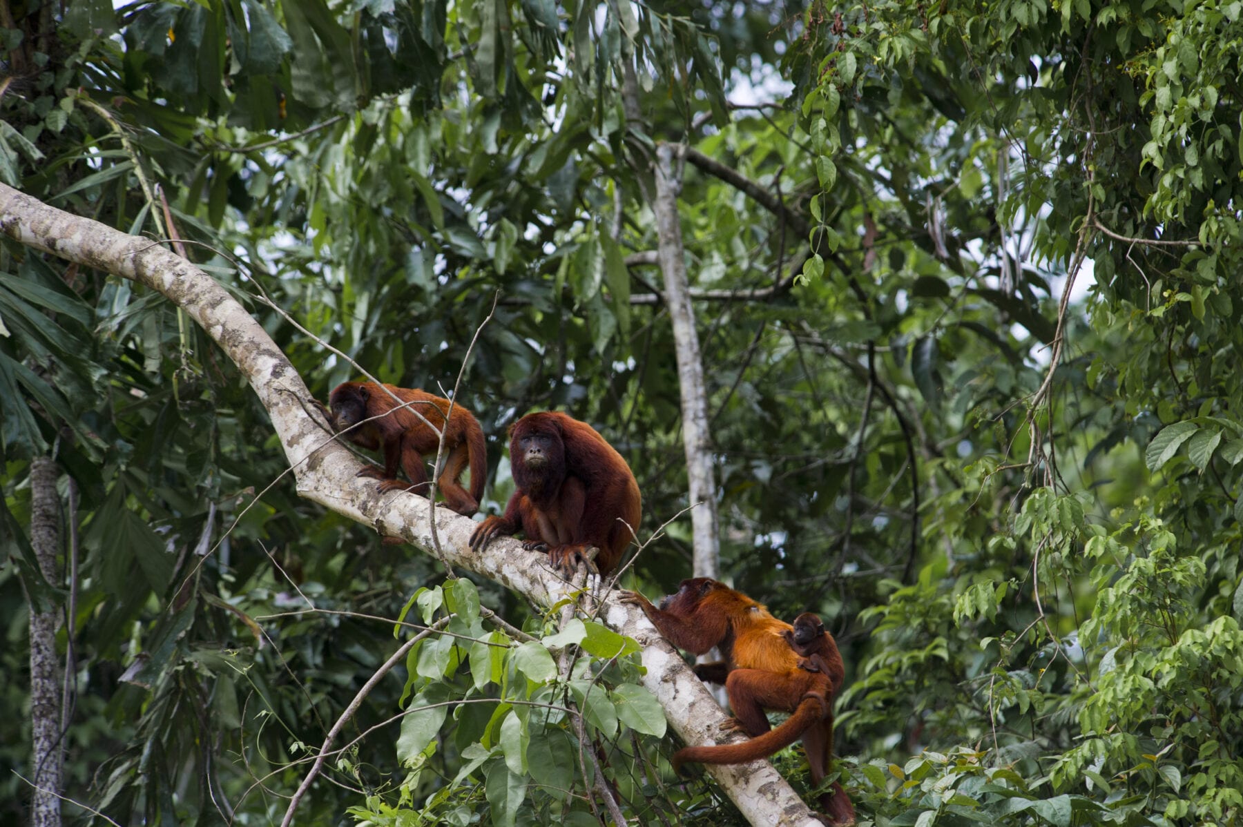 Amazone Peru Manú