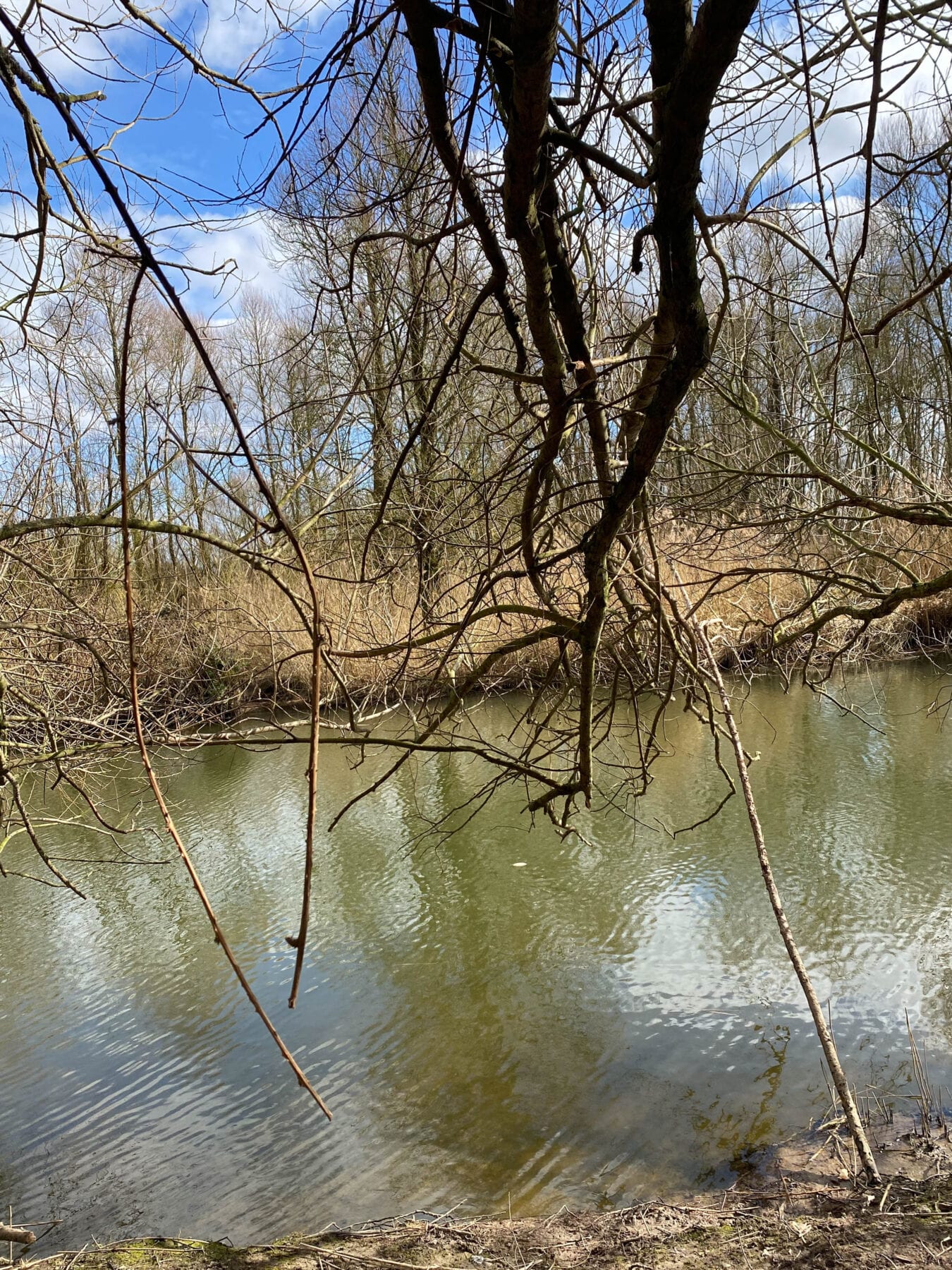 de Biesbosch