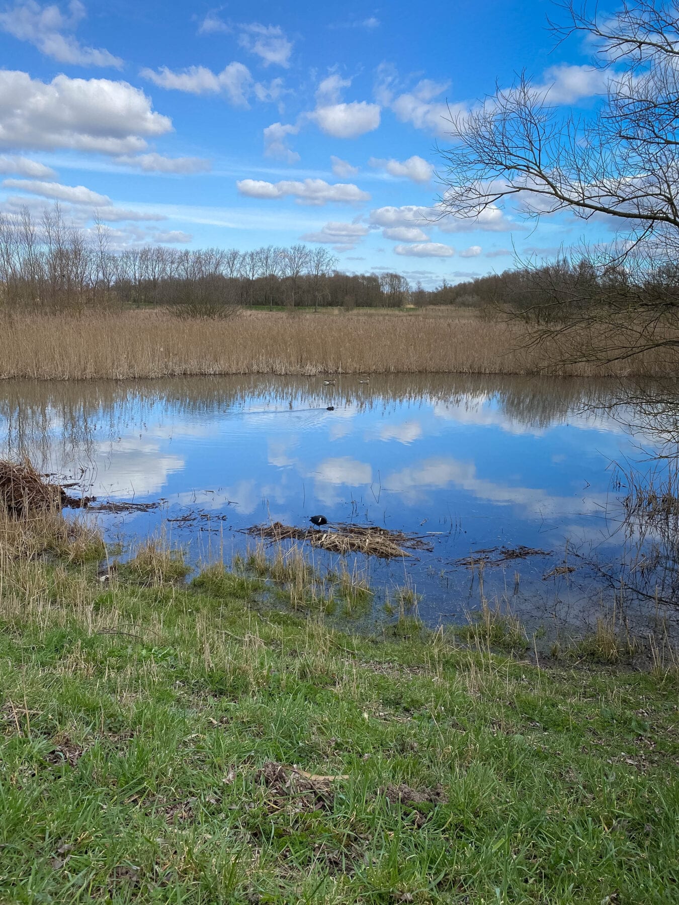 de Biesbosch