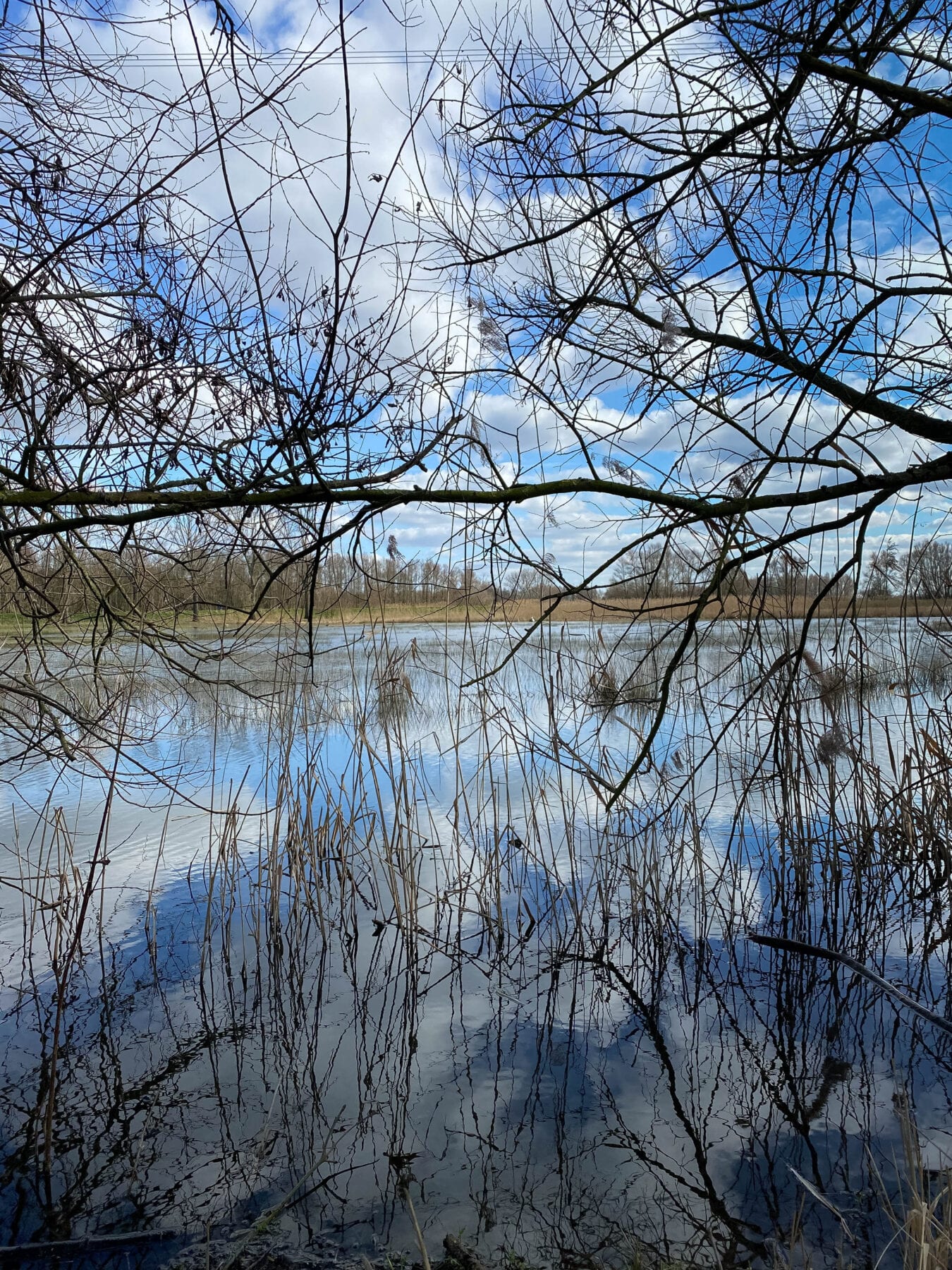 de Biesbosch