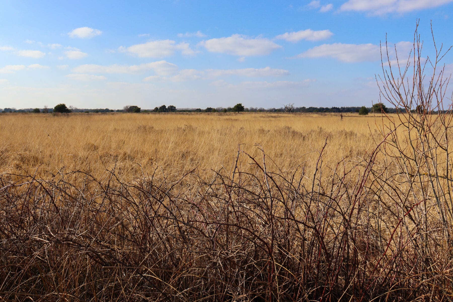 Omgeving heide