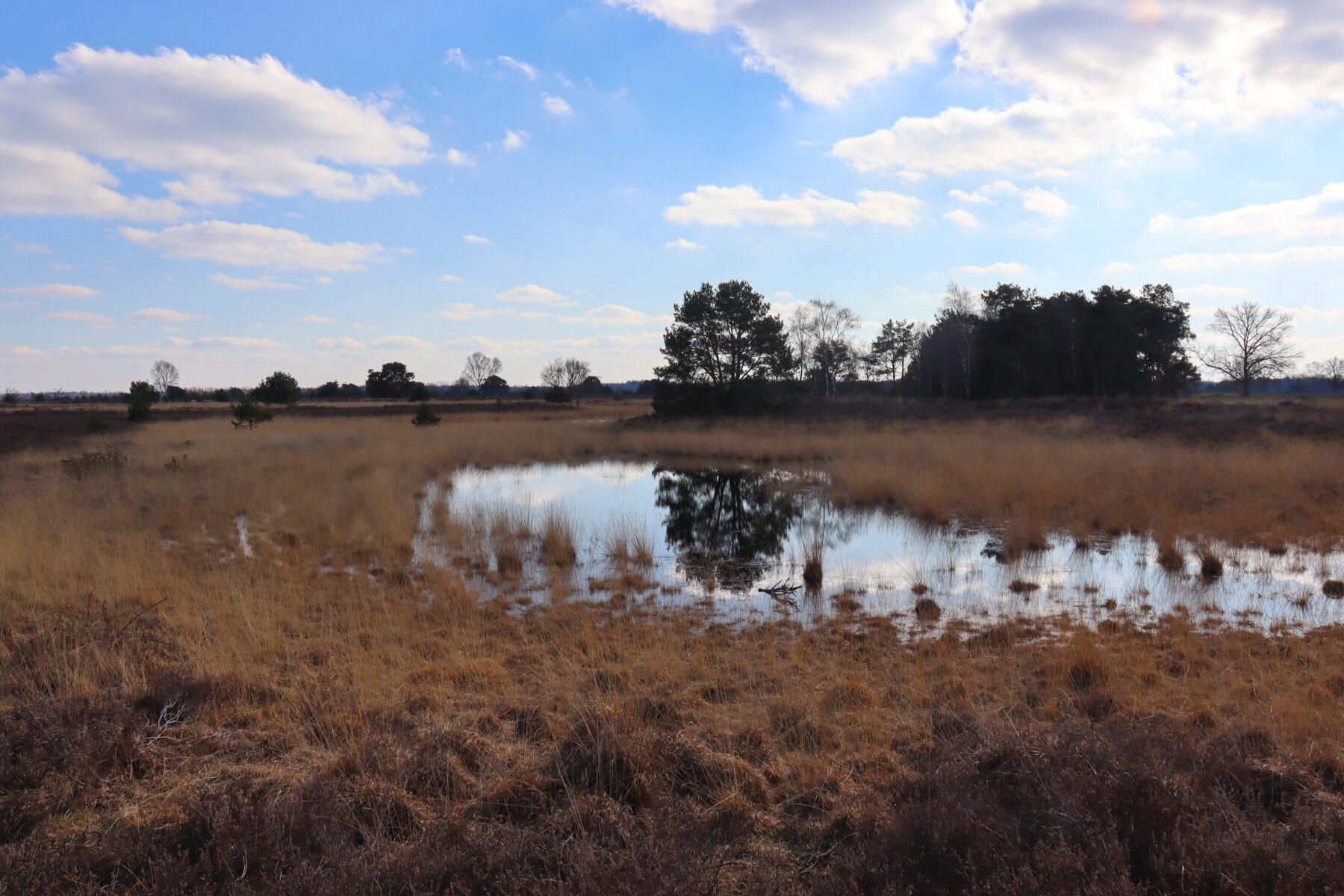 Omgeving water weerspiegeling boom