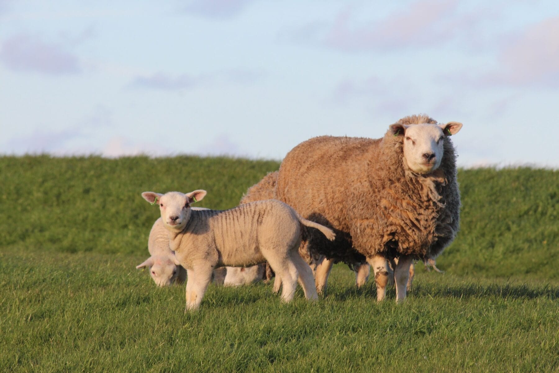 Lammetjesradar schaap en lammetje