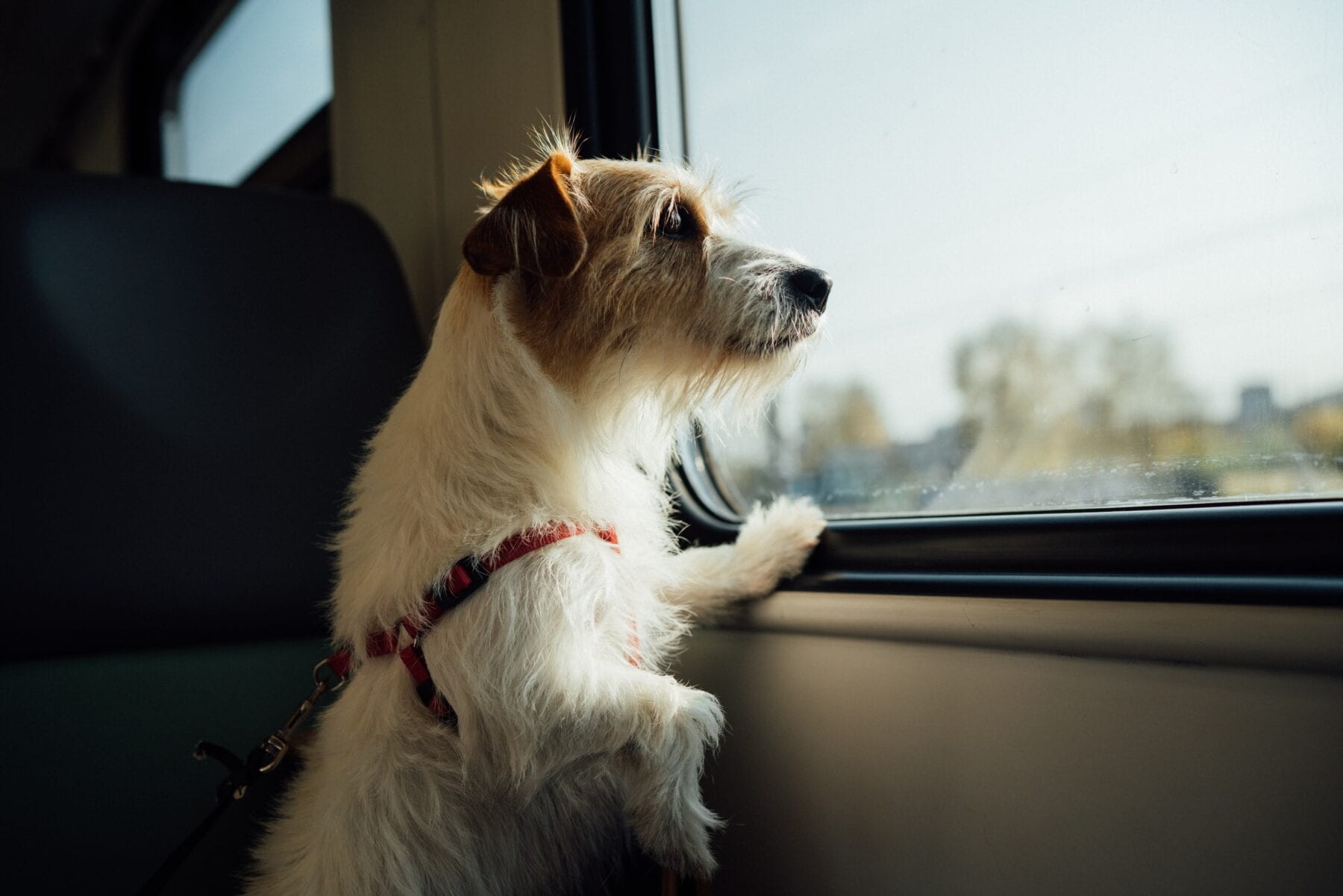 Hond mee op vakantie hond in trein