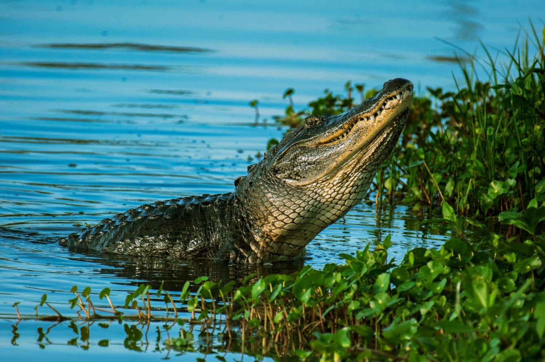 Nationale parken Amerika Everglades