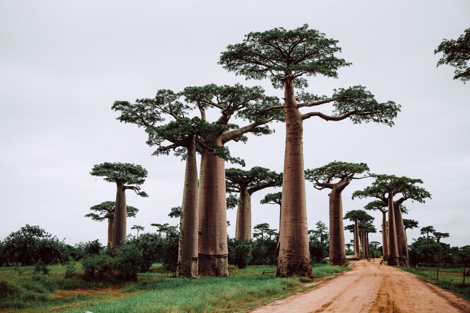 Madagascar bomen