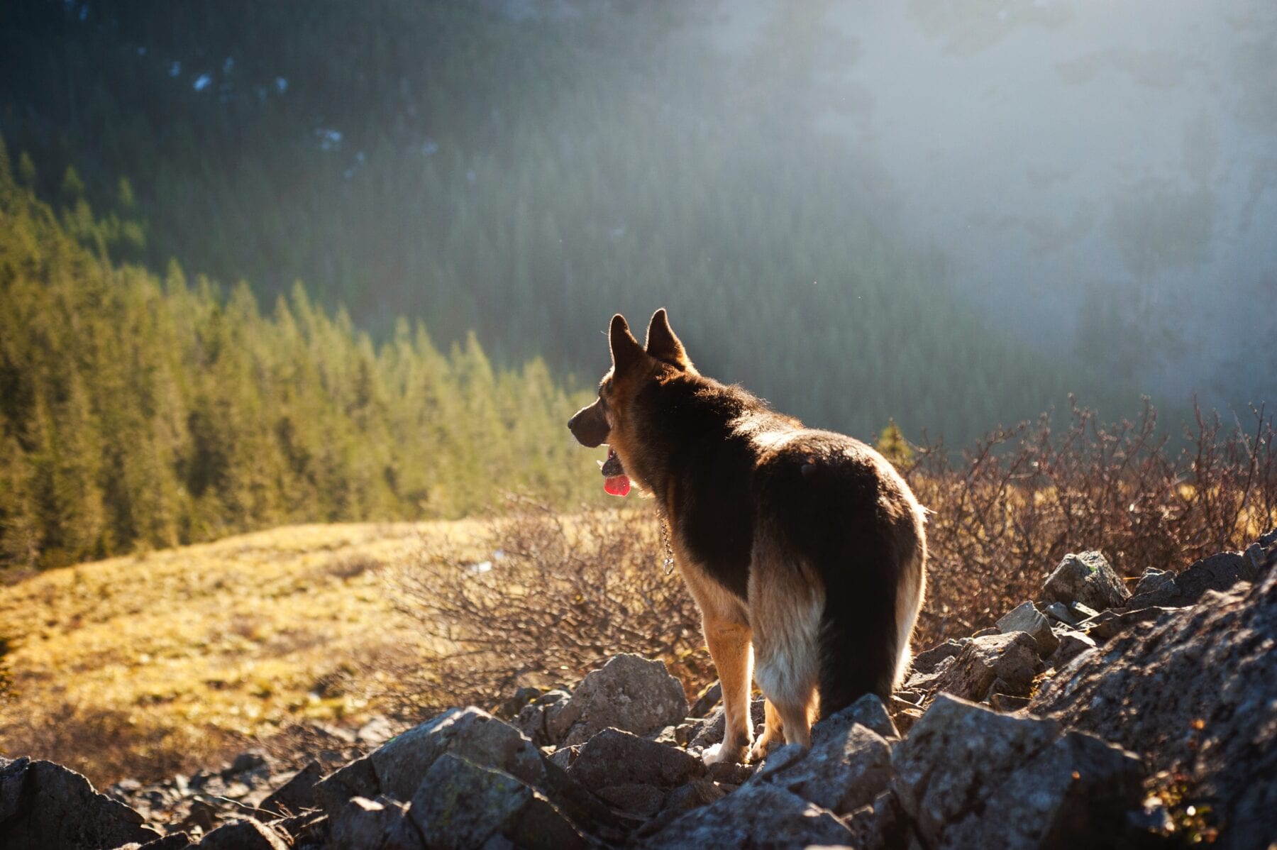 Hond mee op vakantie