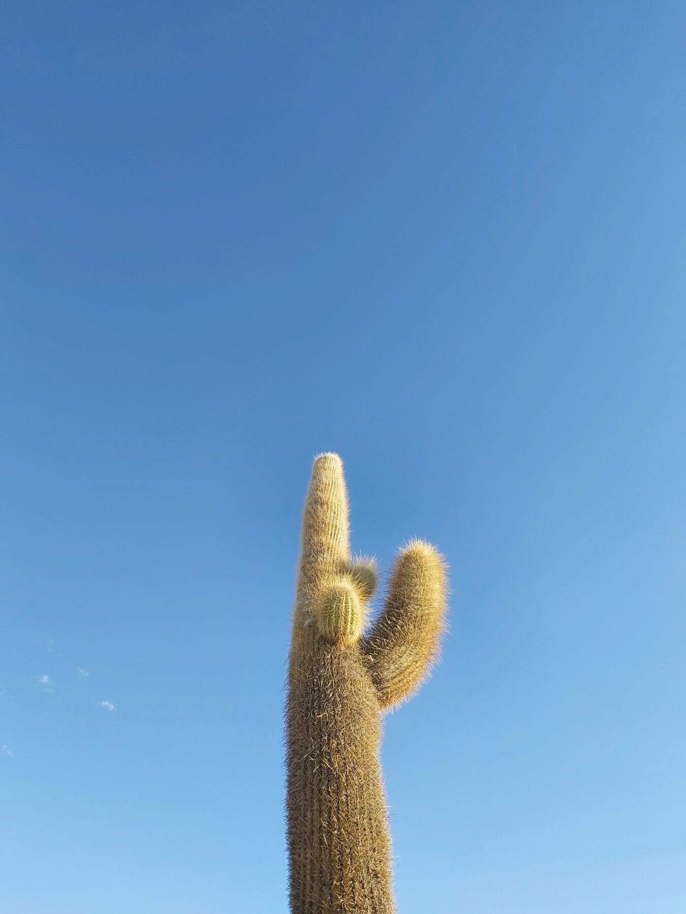 Cactus