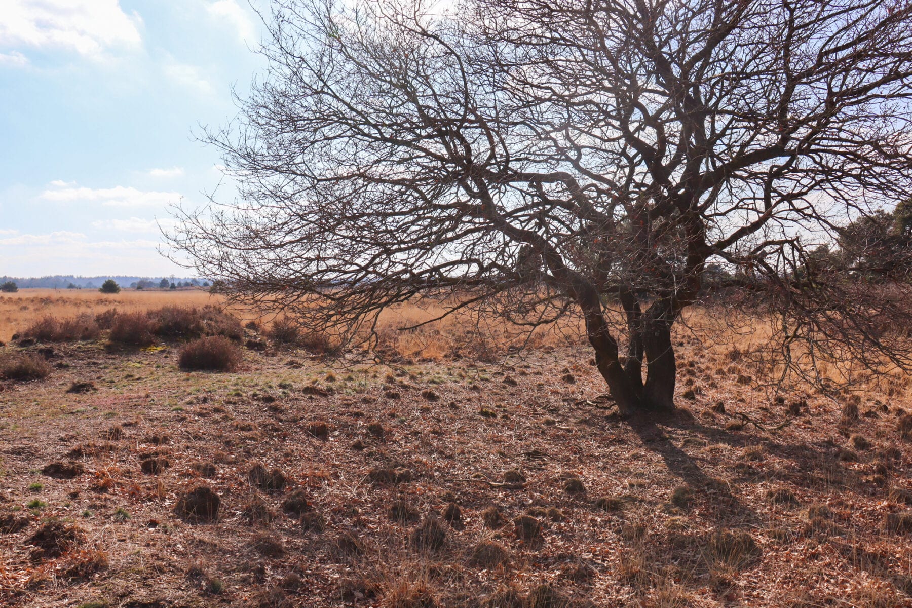 Natuurpoorten Strabrechtse Heide